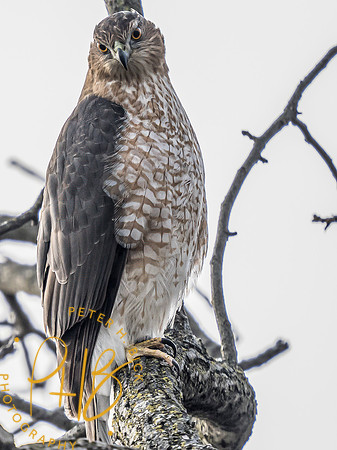 Indiana Birds and Wildlife 2023 13375-Edit