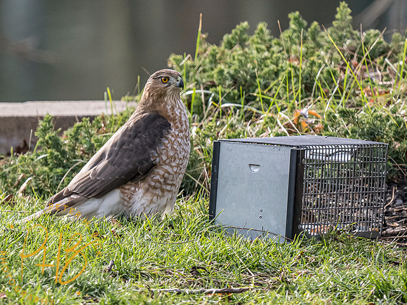 Indiana Birds and Wildlife 2023 13385-Edit