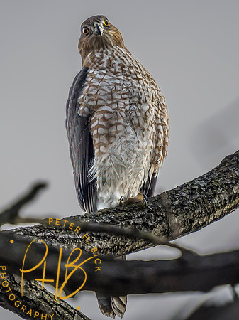 Indiana Birds and Wildlife 2023 13435-Edit