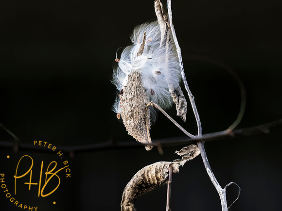 Indiana Birds and Wildlife 2023 13446-Edit