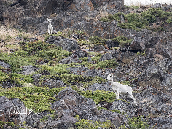 Alaska 2019 0008