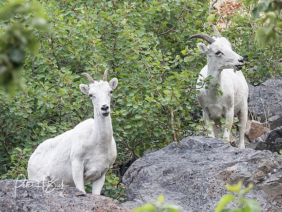 Alaska 2019 0050