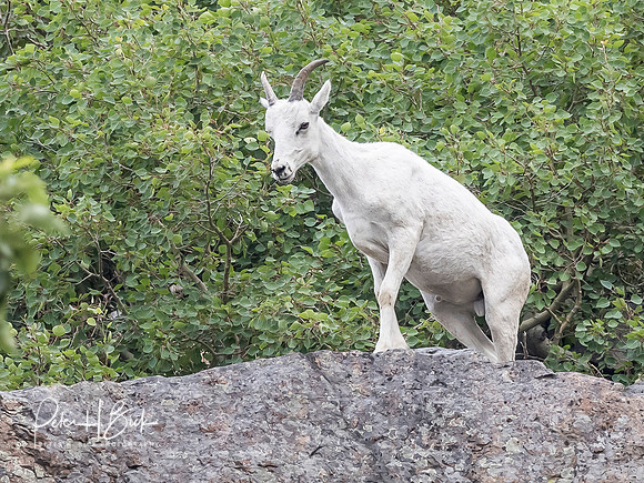 Alaska 2019 0102