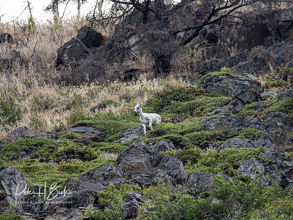 Alaska 2019 0129