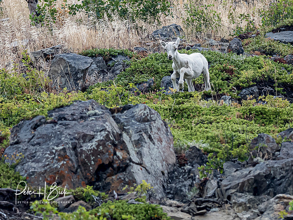 Alaska 2019 0133