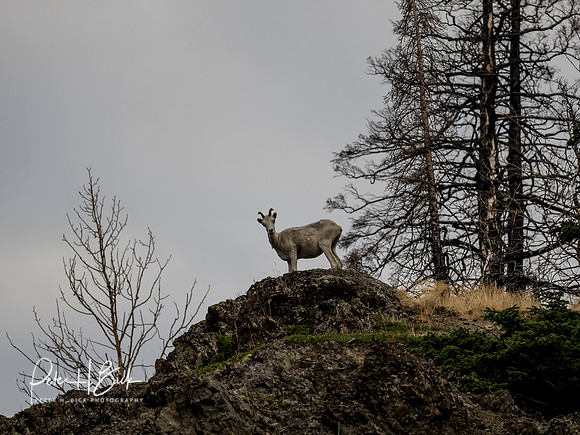 Alaska 2019 0155