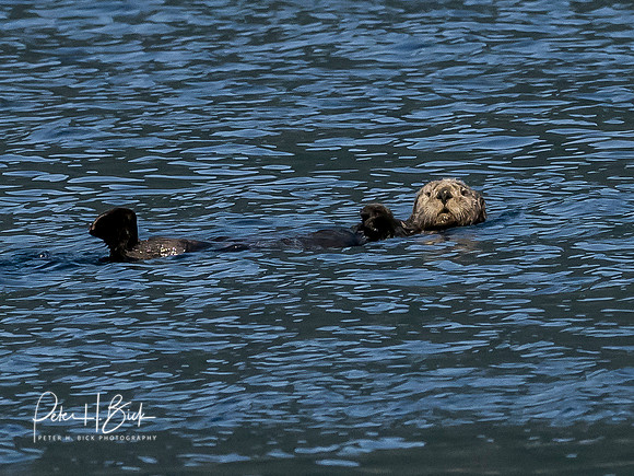 Alaska 2019 0269