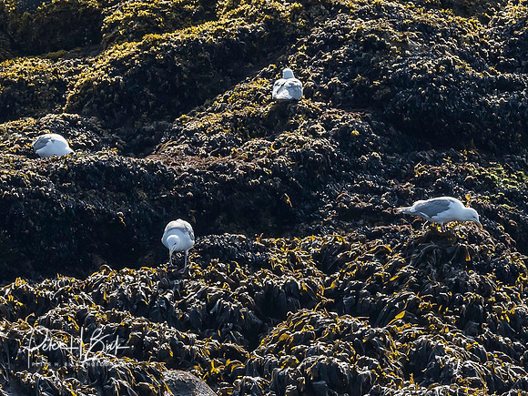 Alaska 2019 0295