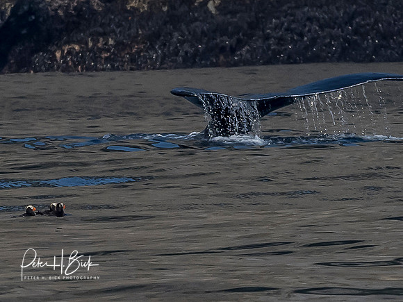 Alaska 2019 0469