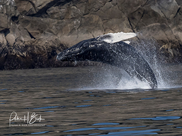 Alaska 2019 0483