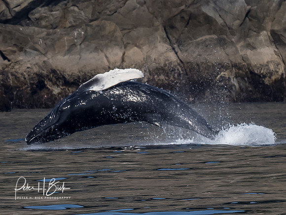 Alaska 2019 0486