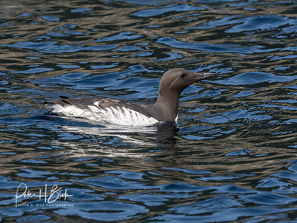 Alaska 2019 0499