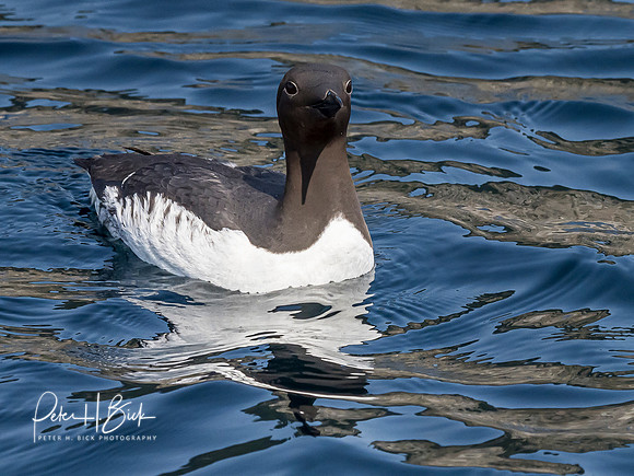 Alaska 2019 0501