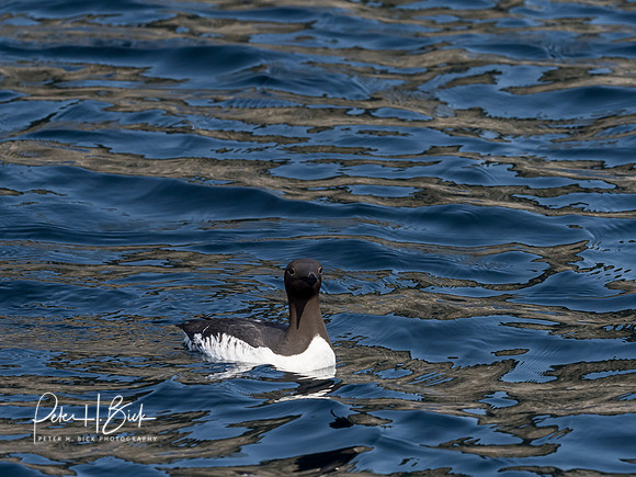 Alaska 2019 0503