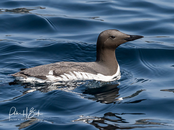 Alaska 2019 0510