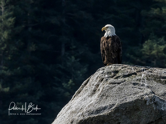 Alaska 2019 0570