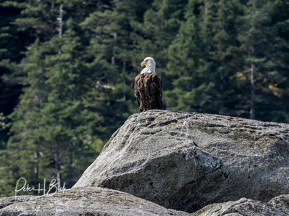 Alaska 2019 0585