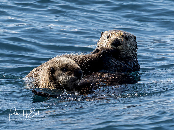 Alaska 2019 0604