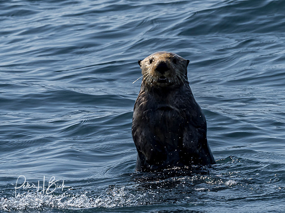 Alaska 2019 0615