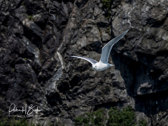 Alaska 2019 0823