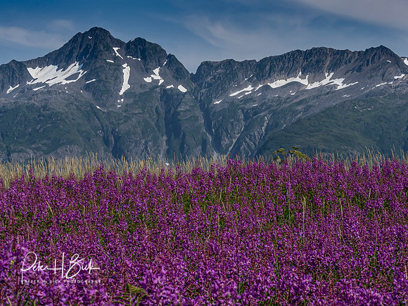 Alaska 2019 0846
