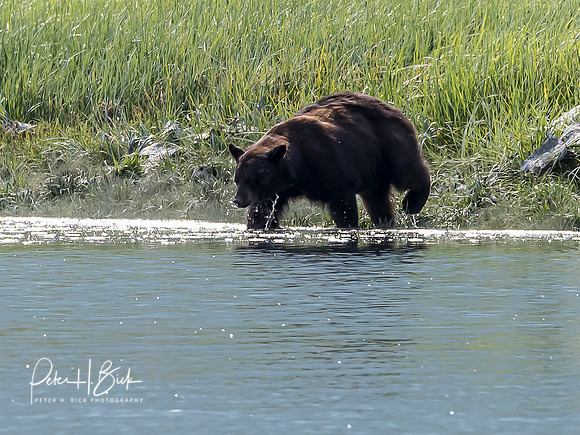 Alaska 2019 1010