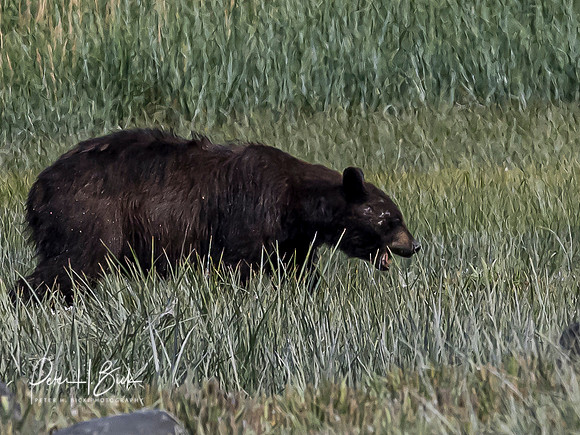 Alaska 2019 1056