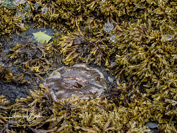 Alaska 2019 1328