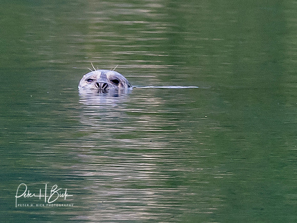 Alaska 2019 1388