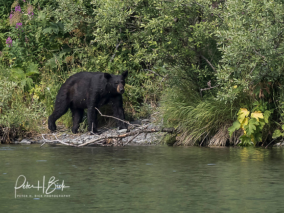 Alaska 2019 1432