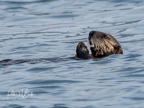 Alaska 2019 1527