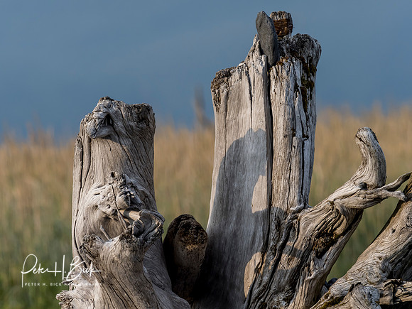 Alaska 2019 1568