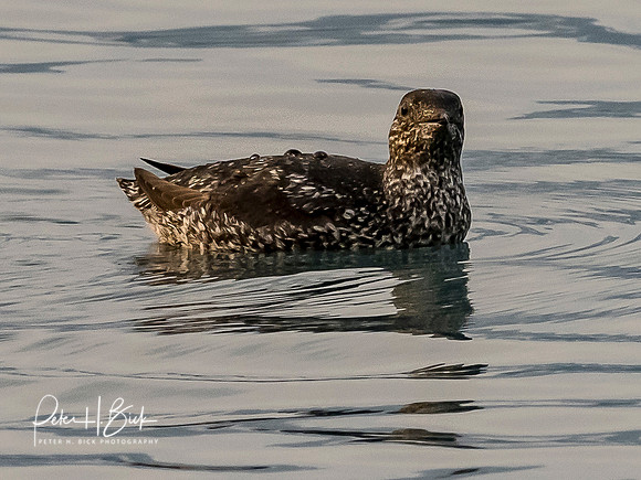 Alaska 2019 1665