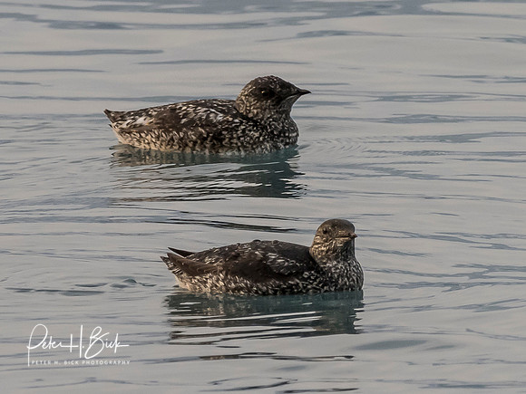 Alaska 2019 1679