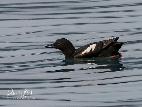 Alaska 2019 1706