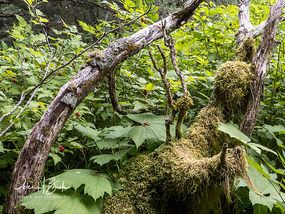 Alaska 2019 1755