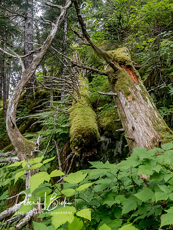Alaska 2019 1786