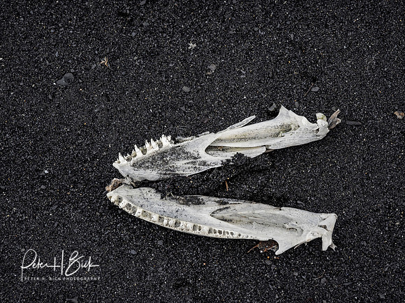 Alaska 2019 1908