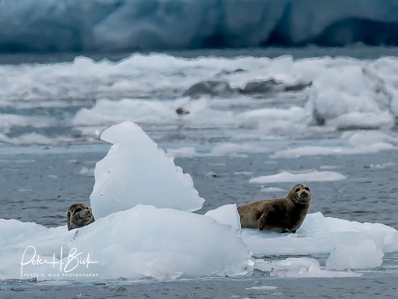 Alaska 2019 2047
