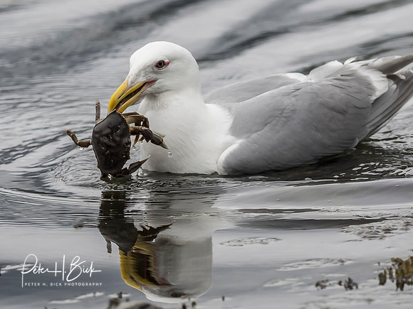 Alaska 2019 2286