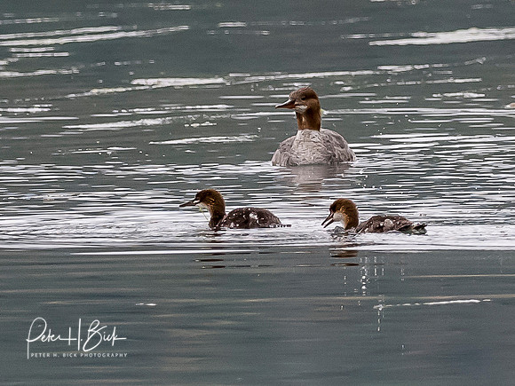 Alaska 2019 2348
