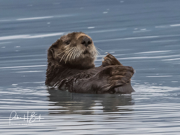 Alaska 2019 2419