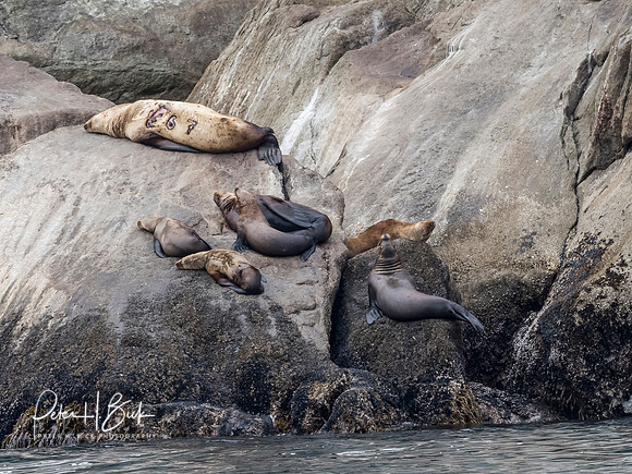 Alaska 2019 2474