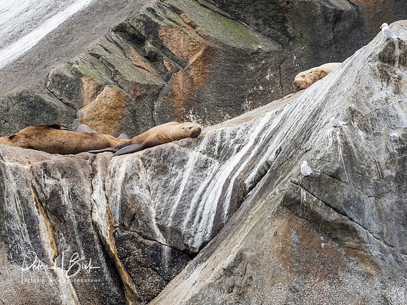 Alaska 2019 2494