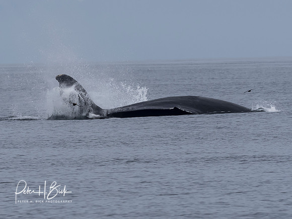 Alaska 2019 2575