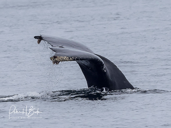 Alaska 2019 2596