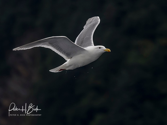 Alaska 2019 2771