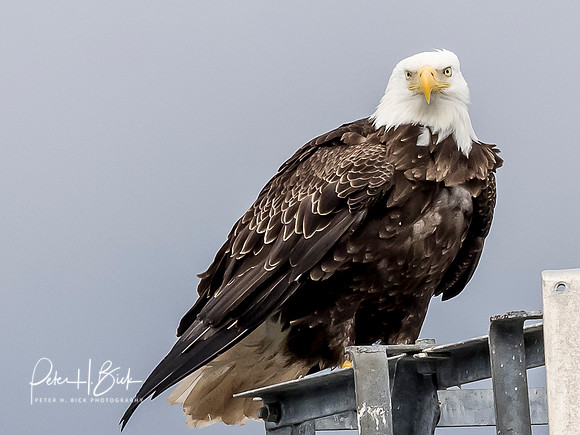 Alaska 2019 2855