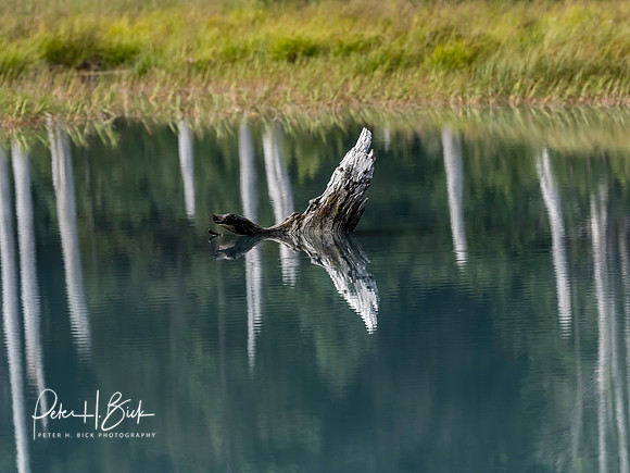 Alaska 2019 2958
