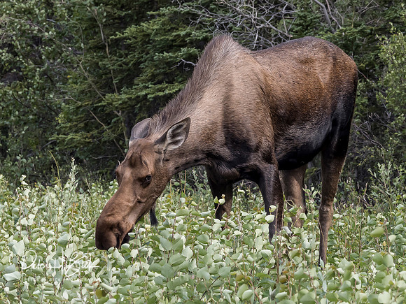 Alaska 2019 3687